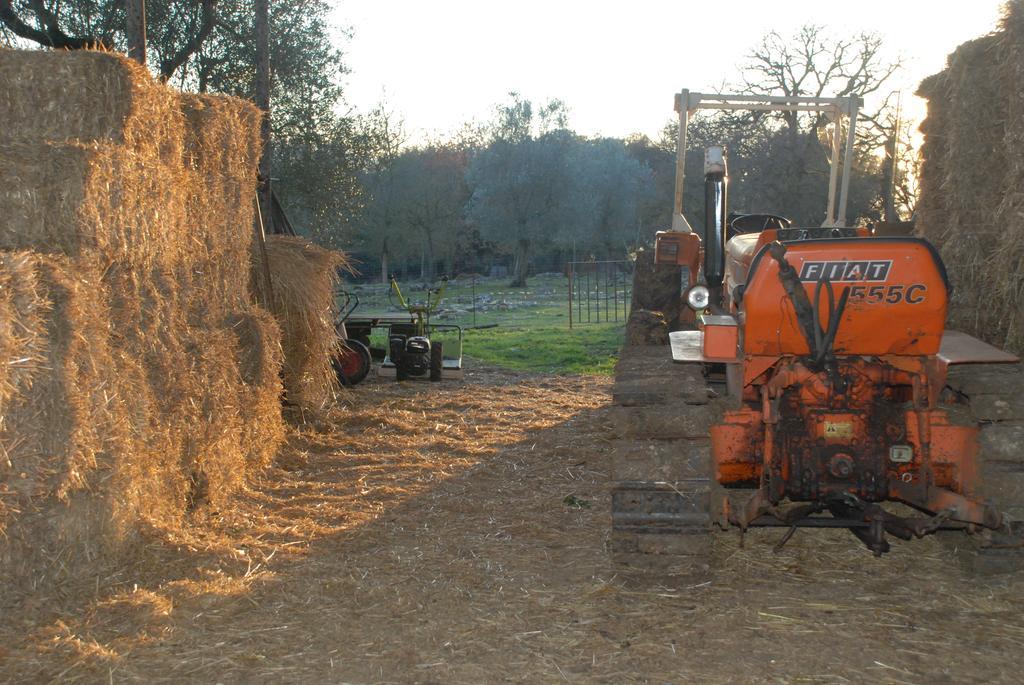 Podere Conte Racani アメリア エクステリア 写真